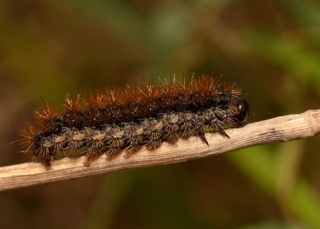 Bruco da identificare - Coscinia striata, Erebidae Arctiinae